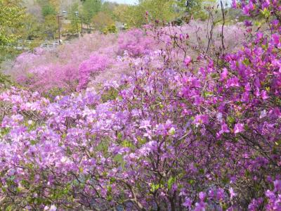 ２０２１年４月　山口県　江汐公園　開花が１週間早くサトザクラとミツバツツジがきれいでした。