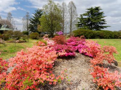 「つつじが岡公園」のツツジ_2021_開花は１～２割、桜は散り終わりでした(群馬県・館林市）