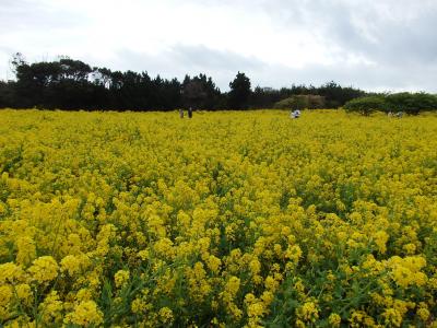 渥美　菜の花街道へチョッとお出かけ