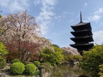 【京都】春の京都で桜巡り