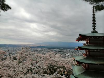桜満開の新倉山浅間公園