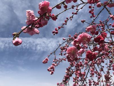 サクラサク？＊＊①笛吹の花桃＆三代校舎の桜～ようこそ、天空の楽園ホテルへ～