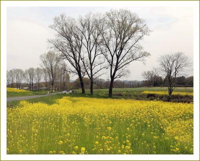 Solitary Journey［2058］牧歌的な景色が広がる七塚原高原、畑一面に菜の花♪があふれていた＆芝桜＜七塚原高原＞／広島県庄原市