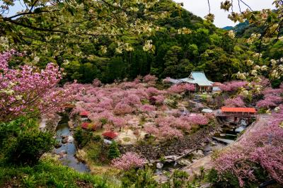 一心寺の八重桜　2021