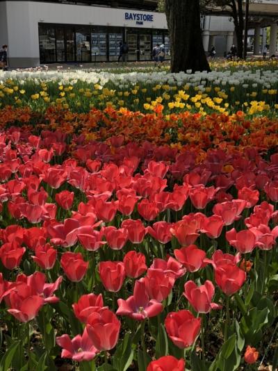 横浜公園のチューリップ