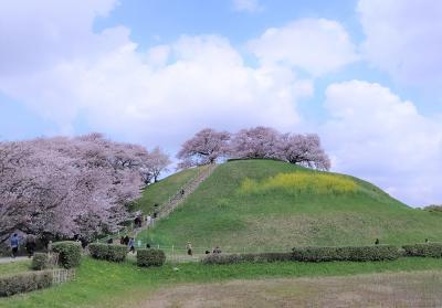 桜が咲いた”さきたま古墳群”の巻　by　ｻｲｸﾘﾝｸﾞ