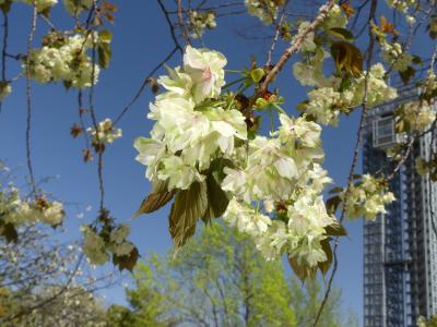 「御正作公園」のウコン桜_2021_満開直前で既に見頃、八重桜も綺麗（群馬県・大泉町）