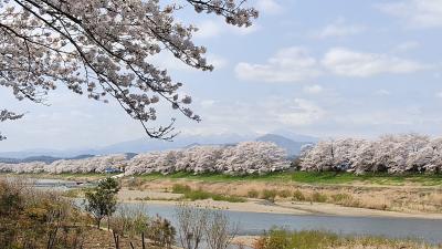 桜を求めて宮城県南部へ行ってみました