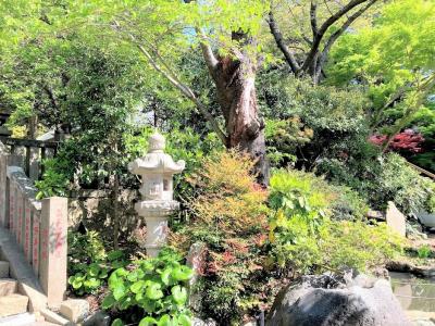 高来神社からウグイスの鳴き声を聴いて山野草を眺めながらのトレッキング
