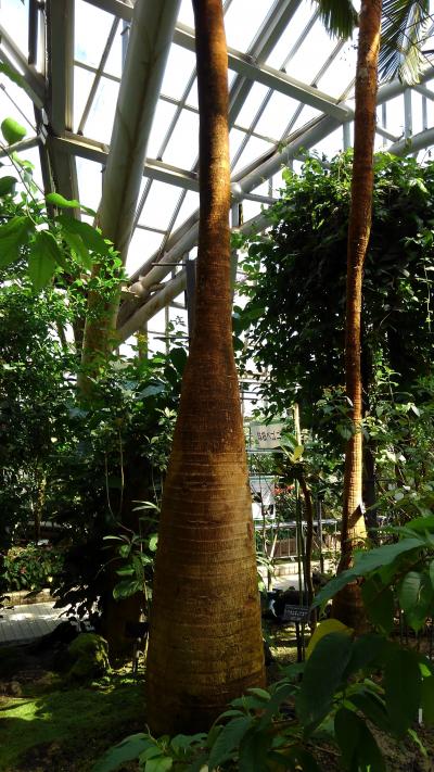 京都植物園の四季-番外編2(温室)