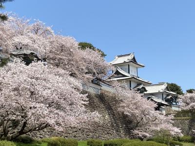 満開の桜 金沢 2021