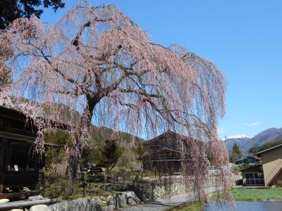 癒しの旅　下呂温泉とちょこっと飛騨高山へ　春のさくら満開編