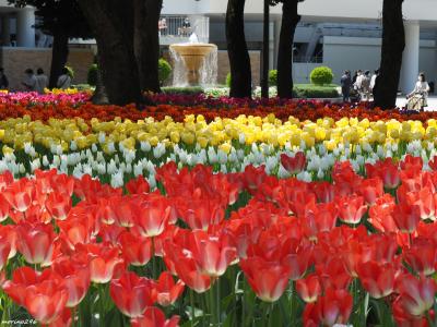 ガーデンネックレス横浜2021：チューリップでリフレッシュ！