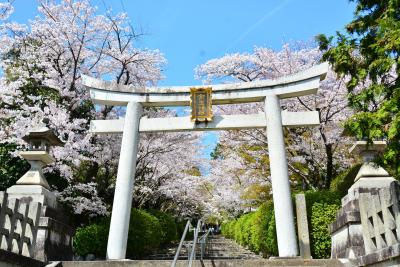 桜色に染まる京都＆奈良 Vol.4”京都”の美が五感に響く快晴の街歩きwith milkちゃん＆akikoさん