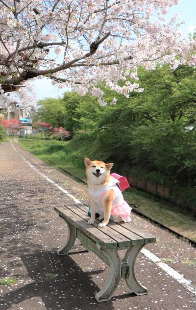 満開の桜も散り花も美しい♪稲武瑞龍寺の枝垂桜♪、旧三河線廃線跡の桜と笑うワンちゃん♪＆平戸橋公園の桜♪