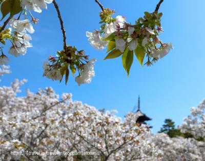 京都駅周辺 桜 に関する旅行記 ブログ フォートラベル 京都 京都駅周辺 桜 に関する旅行記 ブログ フォートラベル 京都