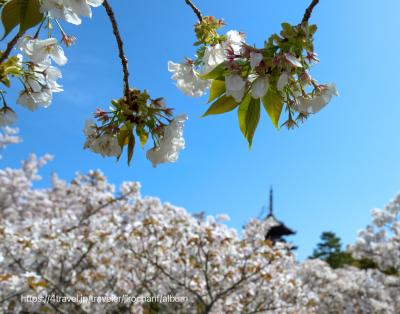 桜　サクラ　sakura を追って