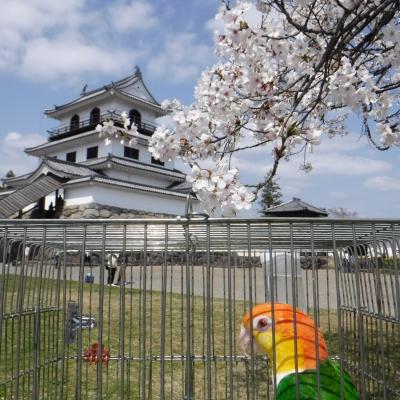 宮城県白石城の桜