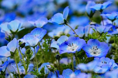 花フェスタ記念公園・ネモフィラブルー拝見