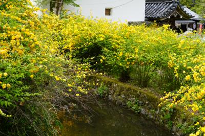 20210412-3 京都 松尾大社の山吹が見頃ってぇんで。いつの間にか曇天ですけれど。