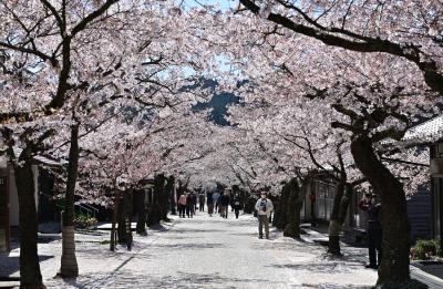 真庭・新庄「最後の」ひとつきの桜めぐり