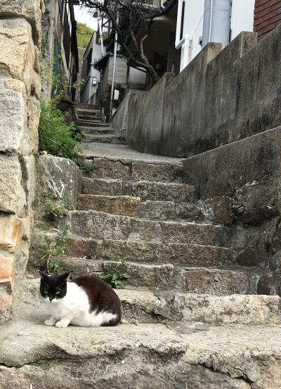 尾道 猫スポット に関する旅行記 ブログ フォートラベル 広島県