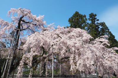 春爛漫　京都・近江の桜旅（１）弾丸で見てきた醍醐の桜＆おまけの勧修寺と東寺