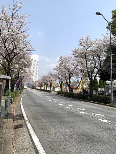 横浜みなとみらい桜見物