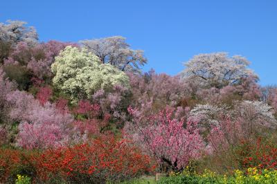 ◆百花繚乱～福島の桃源郷・花見山～花見山公園コース・その１