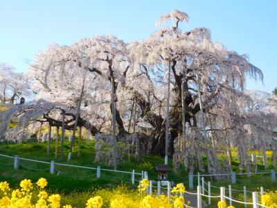 オリジナル フレーム切手「三春滝桜」の販売開始および贈呈式の