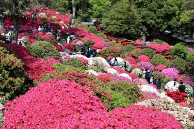 根津神社　色鮮やかなつつじ見頃