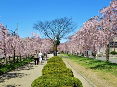 喜多方①総集編　青空と満開の 日中線のしだれ桜 & 喜多方ラーメン & 蔵の街1泊2日の旅   鶴ヶ城の桜のおまけ付き