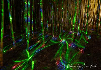 ファンタジックな光で彩られた竹林　～若竹の杜～