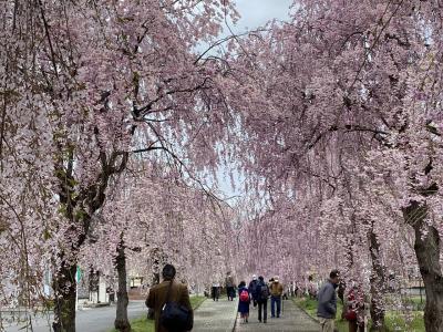 日中線枝垂桜並木