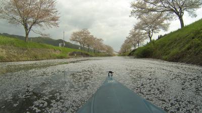 再び鳥羽川へ　マビミニ救出せよ