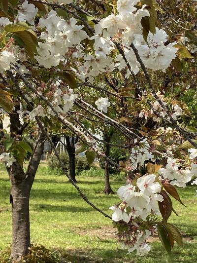 八重桜・サクラ・さくら　に出会う旅 2021ｉｎ 茨城