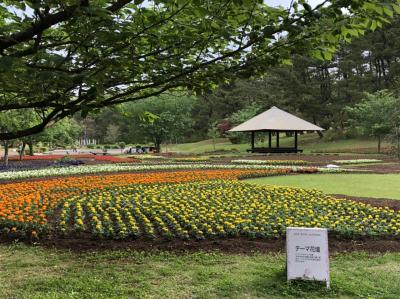 宮崎シーガイア　朝の散歩