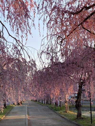 桜　桜　桜福島は