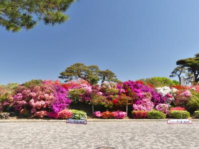 「つつじが岡公園」のツツジ_2021（2）_満開になり、最盛期です（群馬県・館林市）