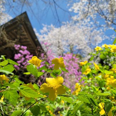 心がパっと華やぐ里山の花めぐり☆埼玉県：坂戸市～嵐山町～ときがわ町