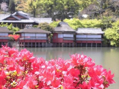 「長岡天満宮・キリシマツツジ見物 」