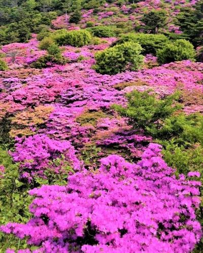 九州北部(1)天空の花園ミヤマキリシマ