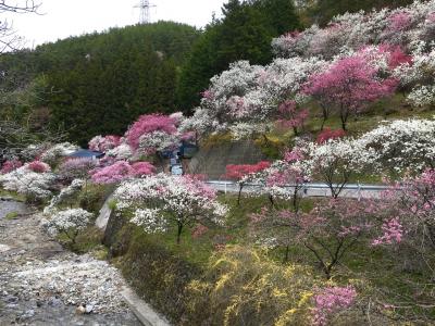 2021年4月16日　花桃の里　すみよしや