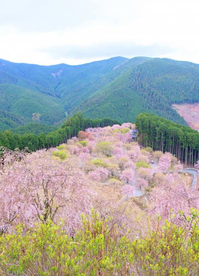 千本のしだれ桜が咲く桃源郷のような『高見の郷』