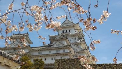 お誕生日は「夕やけこやけ」～桜咲く姫路城
