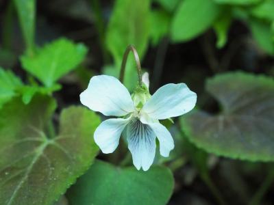 タカオスミレと春の花探し　日影沢、小仏城山から高尾山へ