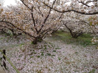 御室桜