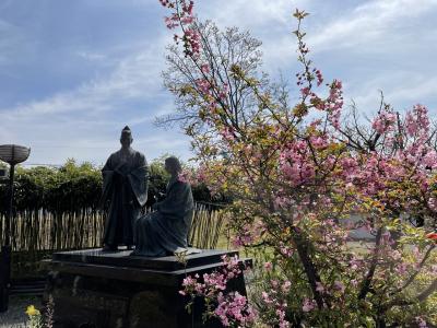 勝竜寺城公園の桜（2021年３月）