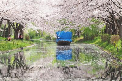 春爛漫の京都・近江桜旅（２）十石舟と桜の風景に酔いしれた伏見