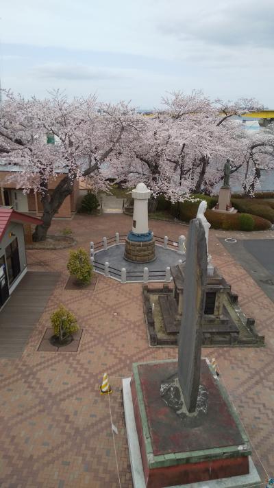 八戸の桜の見所［舘鼻公園］